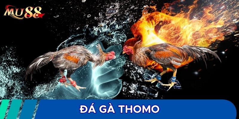Đá gà Thomo phổ biến