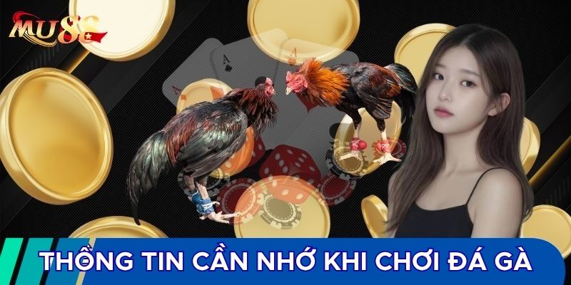 Các thông tin cần nhớ khi chơi đá gà